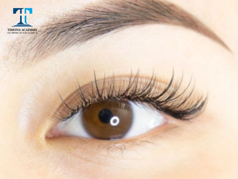 Kiểu mi sole có độ dày vừa phải
