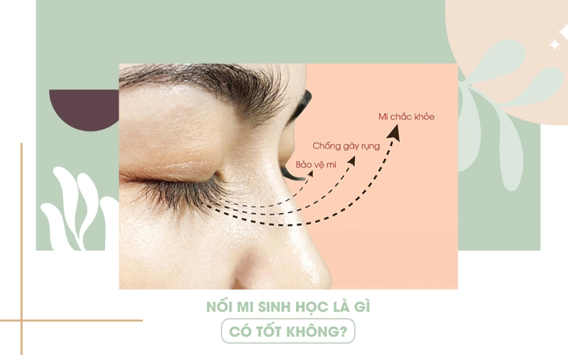nối mi sinh học là gì