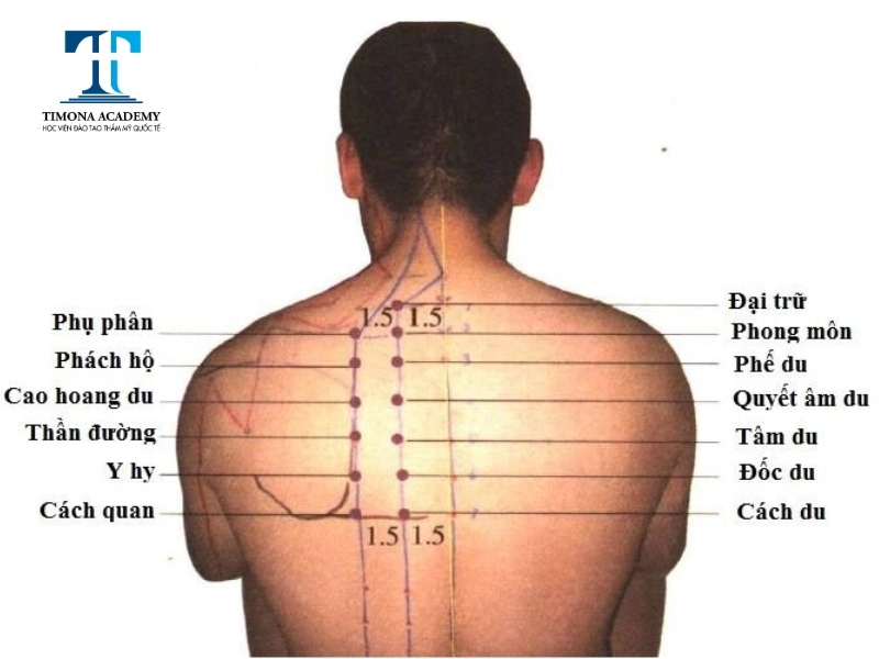 Có nhiều huyệt trên cơ thể người