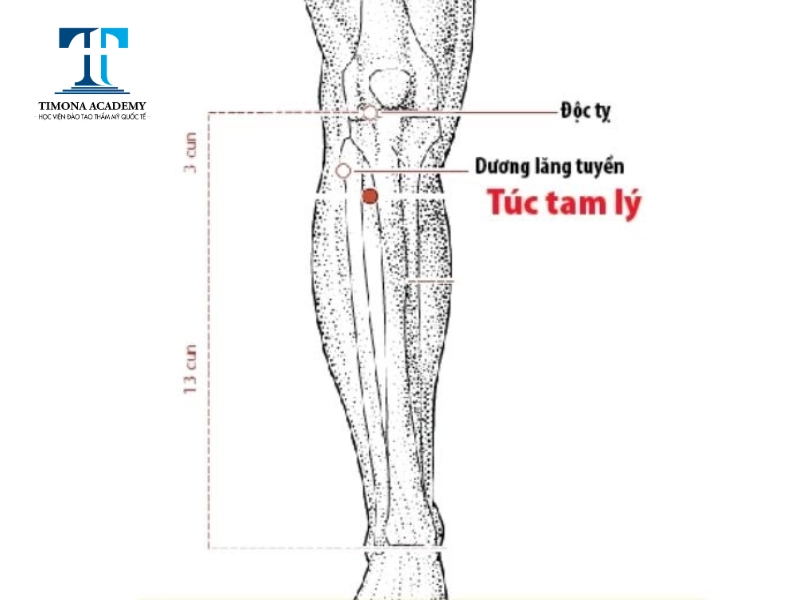 Huyệt túc tam lý