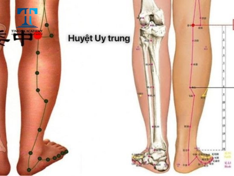 Huyệt ủy trung nằm ở đằng sau chân