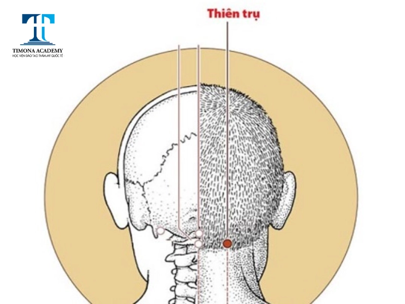 Huyệt thiên trụ 
