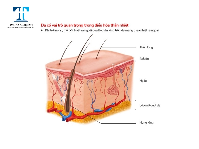 Tìm hiểu cấu tạo da mặt để chăm sóc đúng cách