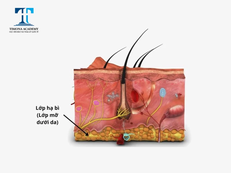 Lớp hạ bì – lớp mỡ dưới da